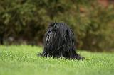 LHASSA APSO 155